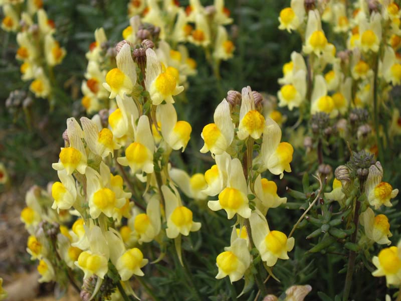 Linaria supina en fleurs sur des éboulis calcaires ensoleillés